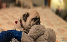 Pug dogs for sale: Don - Image 14