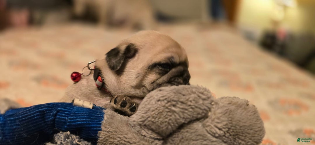 Pug dogs for sale: Don - Image 14