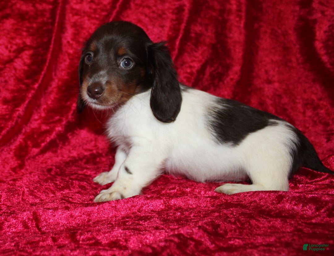 Miniature Dachshund dogs for sale: Chloe Mini - Image 5