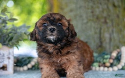 Shihpoo dogs for sale: Megan - Image 4