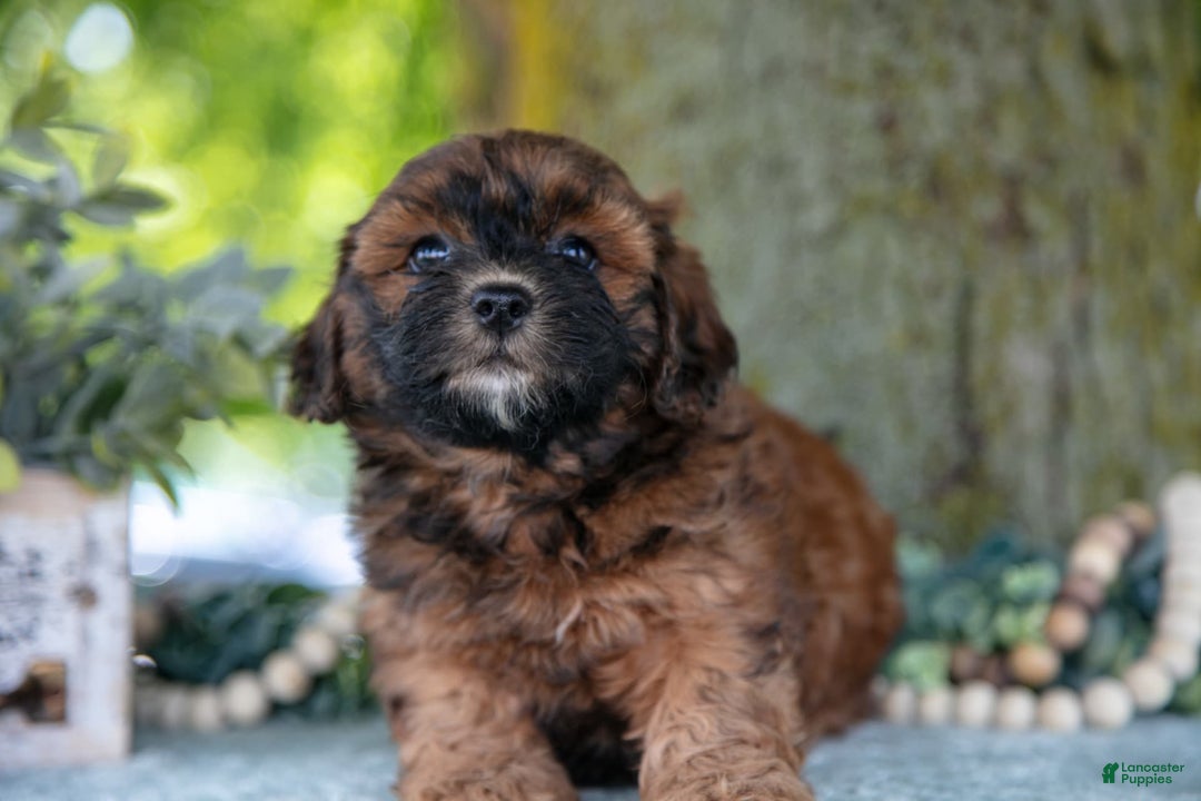 Shihpoo dogs for sale: Megan - Image 4