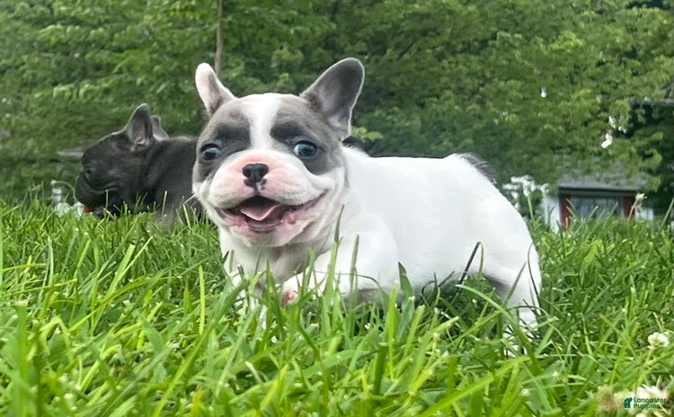 French Bulldog dogs for sale - Ad 2