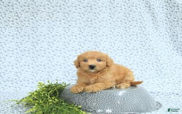 Mini Goldendoodle dogs for sale: Kassia - Image 8