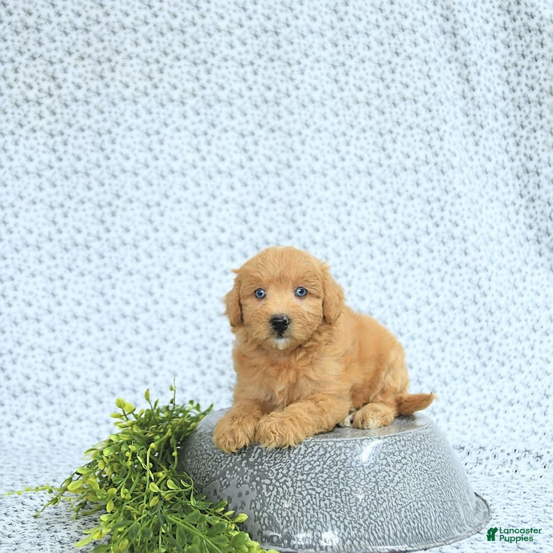 Mini Goldendoodle dogs for sale: Kassia - Image 8
