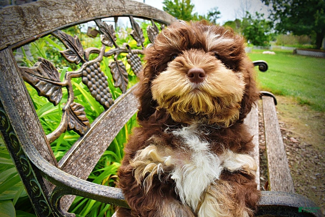 Havapoo dogs for sale: Roxy - Image 1