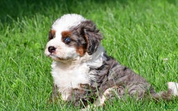 Mini Bernedoodle dogs for sale: Cassidy - Image 12