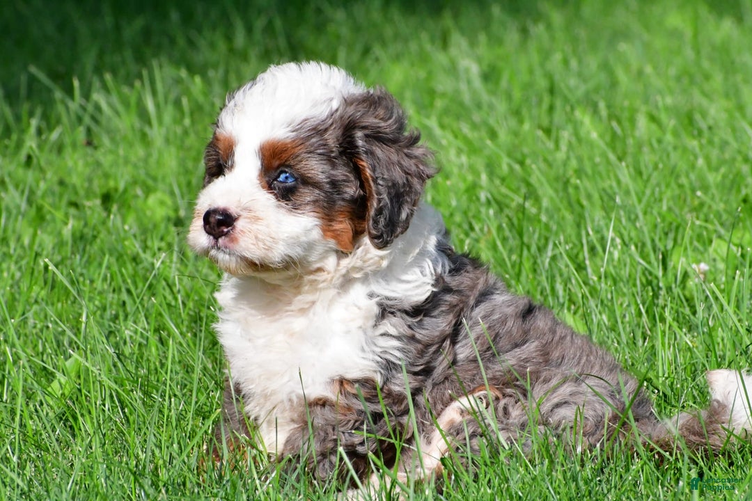Mini Bernedoodle dogs for sale: Cassidy - Image 12