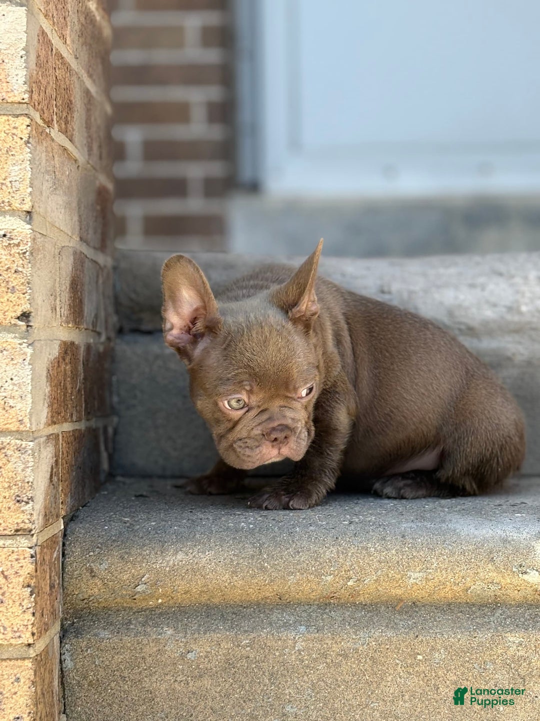French Bulldog dogs for sale: Crisean boy rojo - Image 4