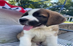 Saint Bernard dogs for sale: Oliver - Image 7
