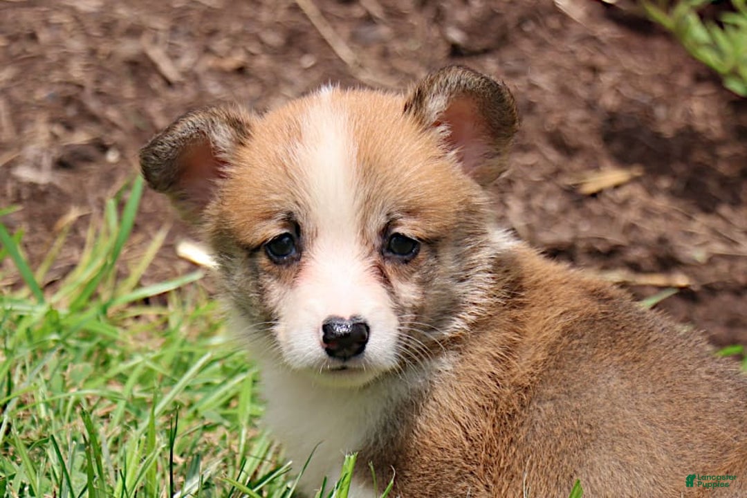 Welsh Corgi Pembroke dogs for sale: Kendra - Image 2