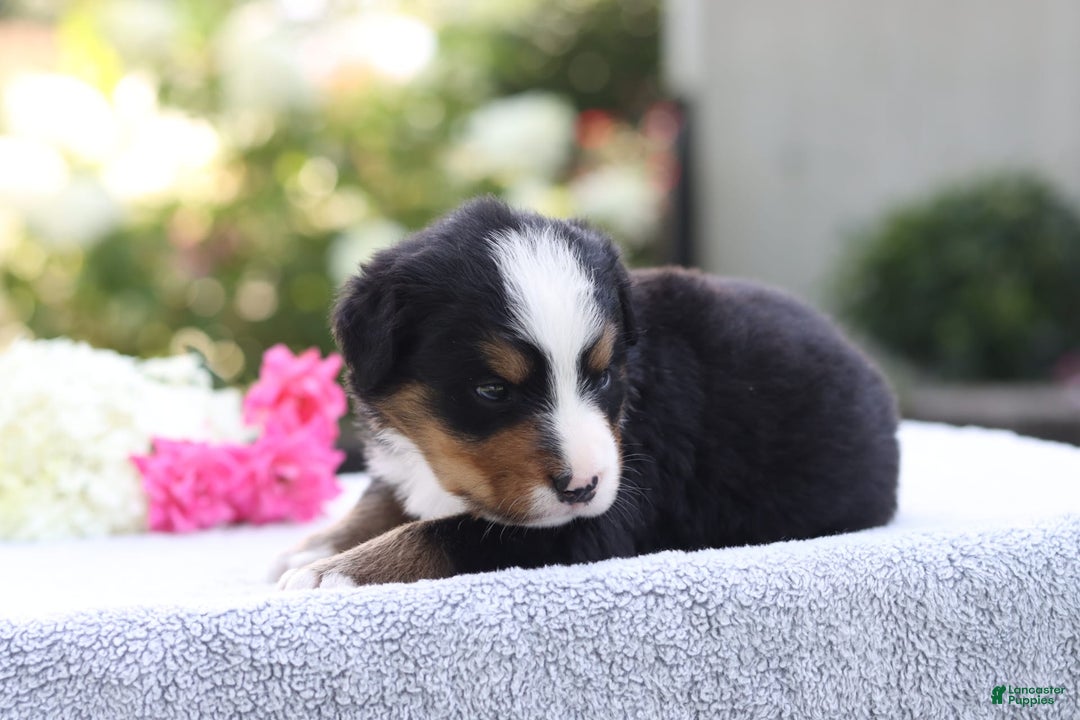 Bernese Mountain Dog dogs for sale: Presley AKC - Image 6
