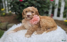 Bernedoodle dogs for sale: Gertie - Image 3