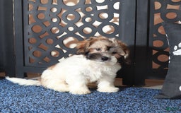 Teddy Bear dogs for sale: Atreus - Image 1