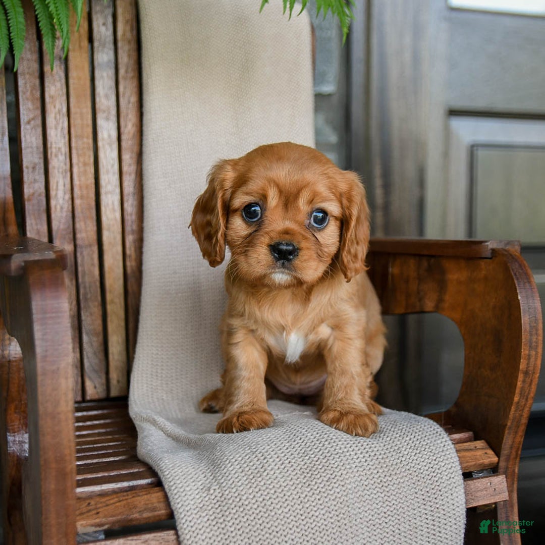 Cavalier King Charles Spaniel dogs for sale: Sunrise - Image 2