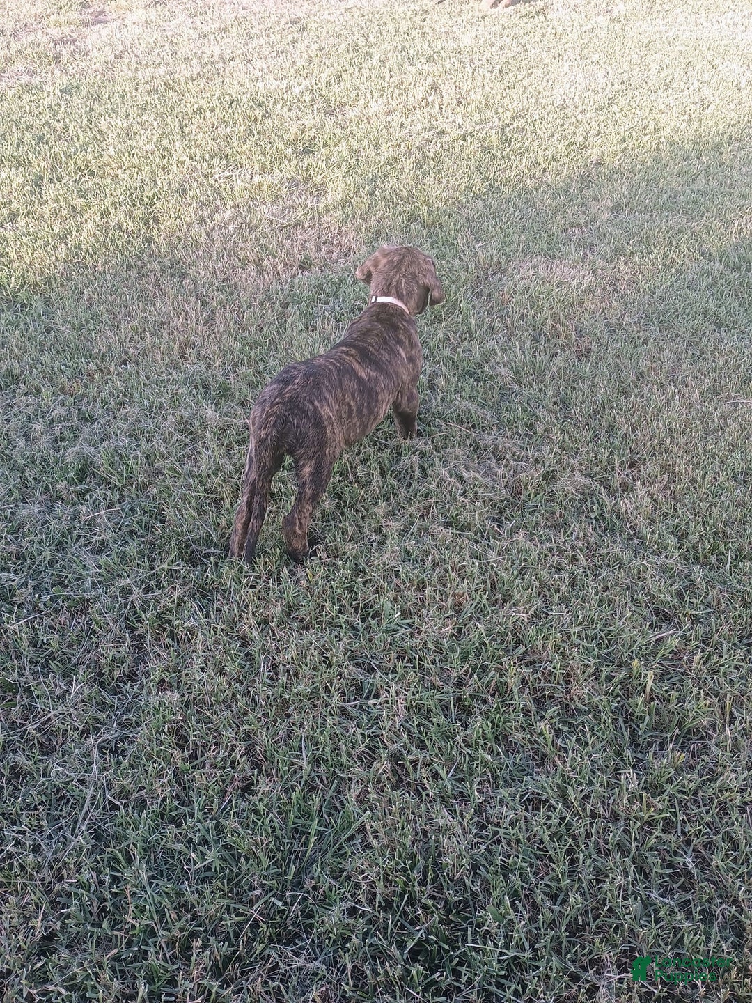 English Mastiff dogs for sale: Purple/ Ivory Girl 💜 - Image 6