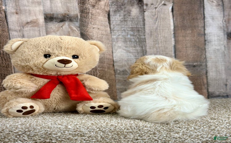 Bichon Frise dogs - Advert 5