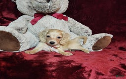 Miniature Dachshund dogs for sale: Nugget - Image 13