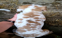 Great Dane dogs for sale: Cream - Image 4