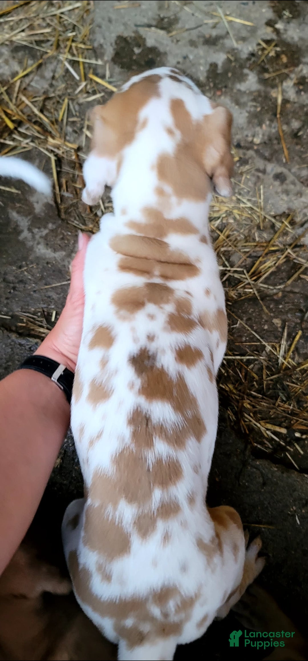 Great Dane dogs for sale: Cream - Image 4