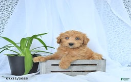 Mini Goldendoodle dogs for sale: Kassia - Image 6