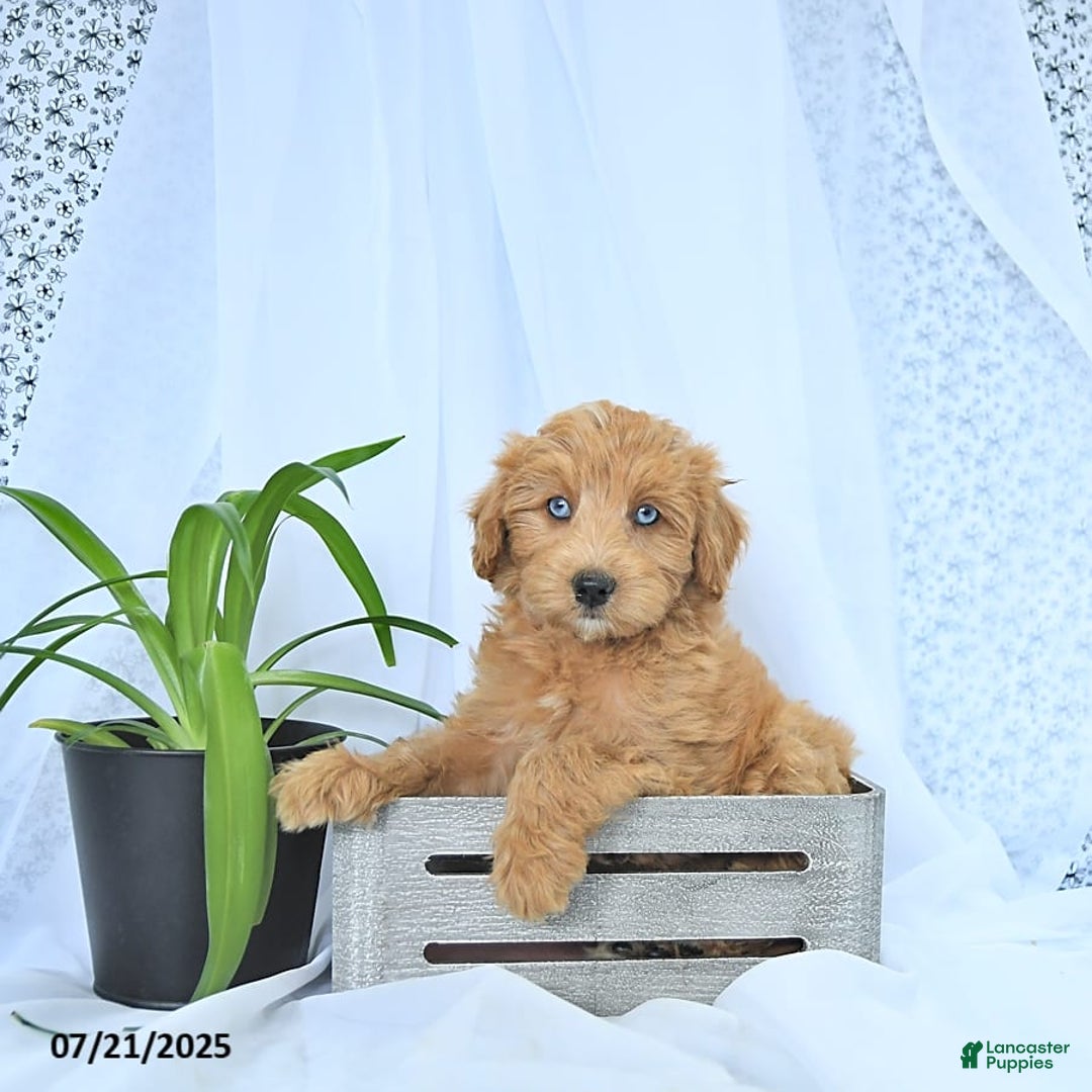 Mini Goldendoodle dogs for sale: Kassia - Image 6