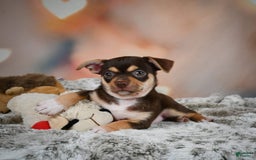 Chihuahua dogs for sale: Ollie - Image 4