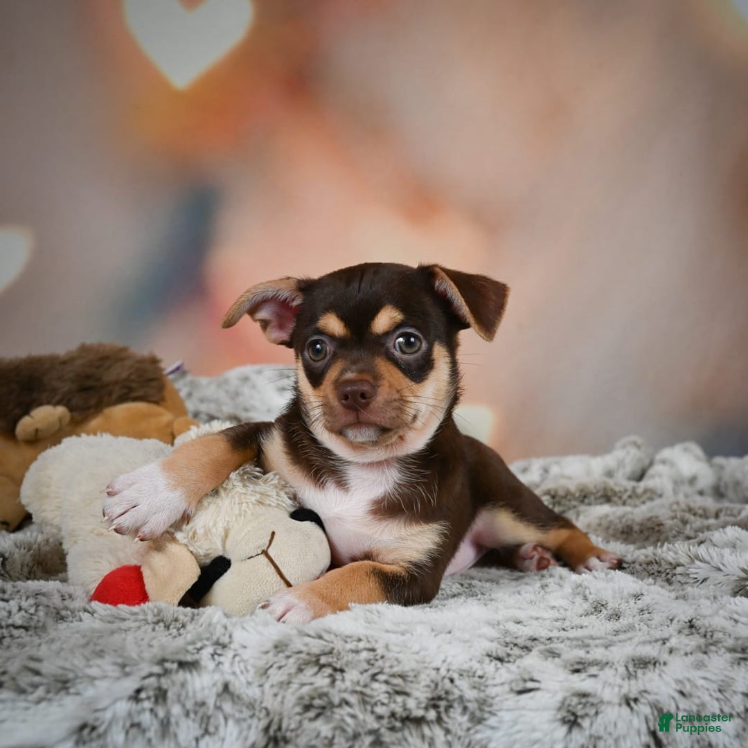 Chihuahua dogs for sale: Ollie - Image 4