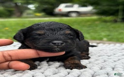 Maltipoo dogs for sale: Hudson - Image 6