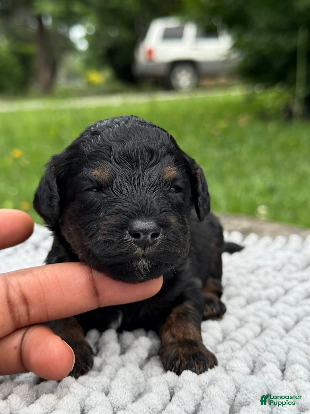 Maltipoo dogs for sale: Hudson - Image 6