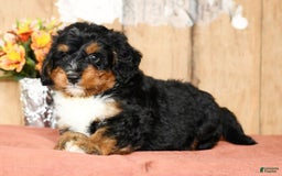 Mini Bernedoodle dogs for sale: Treyston - Image 7