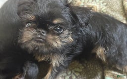Brussels Griffon dogs for sale: Gianna - Image 3
