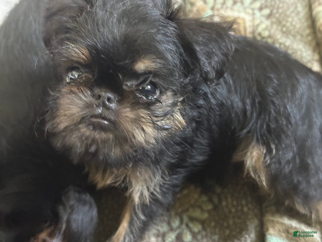 Brussels Griffon dogs for sale: Gianna - Image 3