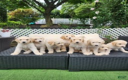 Goldendoodle dogs for sale: Cotton - Image 3