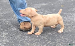Cane Corso dogs for sale: Cane Corso 4 puppies - Image 6