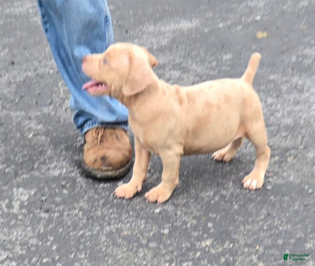 Cane Corso dogs for sale: Cane Corso 4 puppies - Image 6