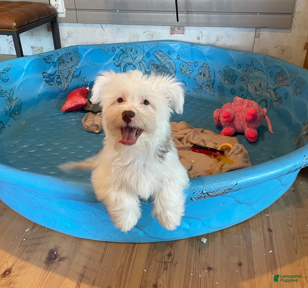 Havanese dogs for sale: Judy - Image 10