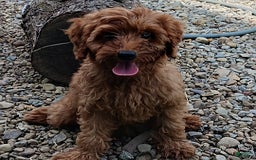 Mini Goldendoodle dogs for sale: Aden - Image 1