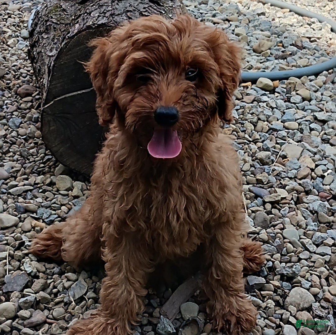 Mini Goldendoodle dogs for sale: Aden - Image 1