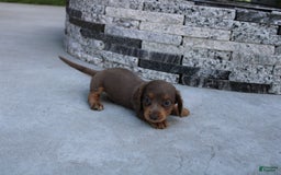 Miniature Dachshund dogs for sale: Bingo - Image 20