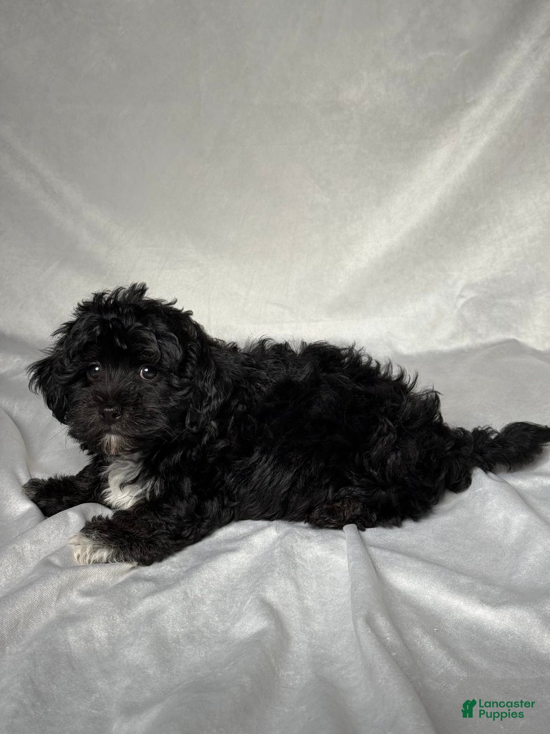 Havapoo dogs for sale: Lucas - Image 2