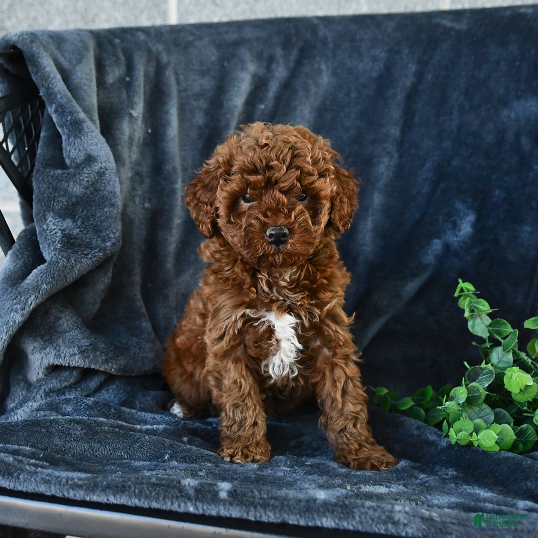 Mini Goldendoodle dogs for sale: Lacey - Image 1