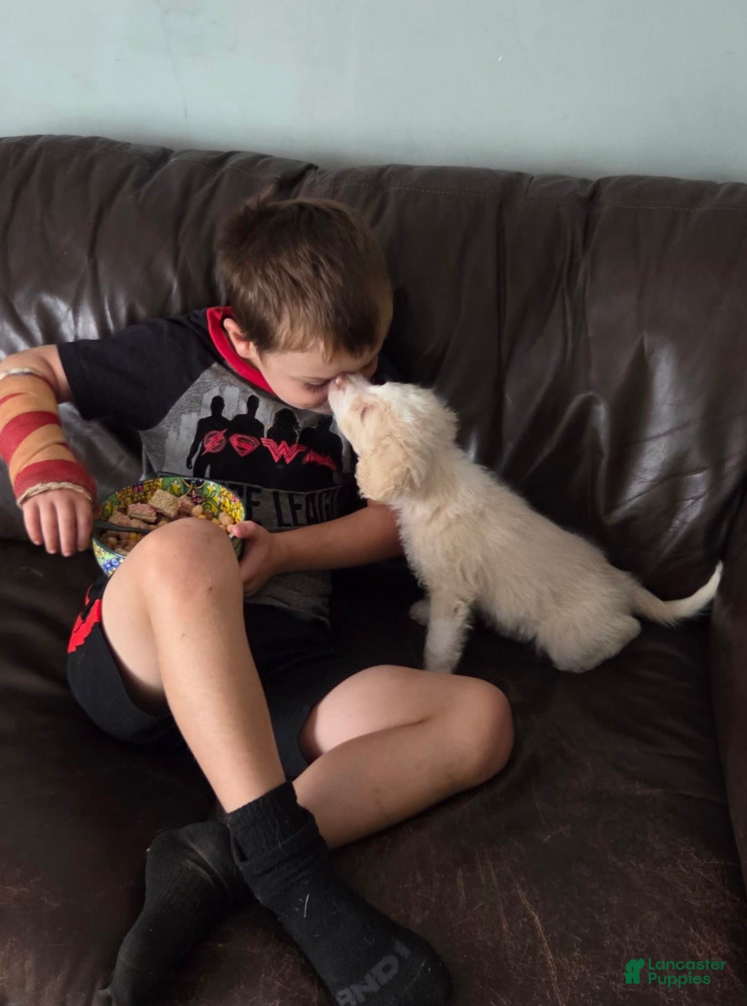 Mini Aussiedoodle dogs for sale: Frozone - Image 3