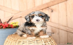 Mini Bernedoodle dogs for sale: Mini Bernedoodle 8 puppies - Image 23