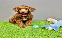 Cavapoo dogs for sale: Cooper - Image 6