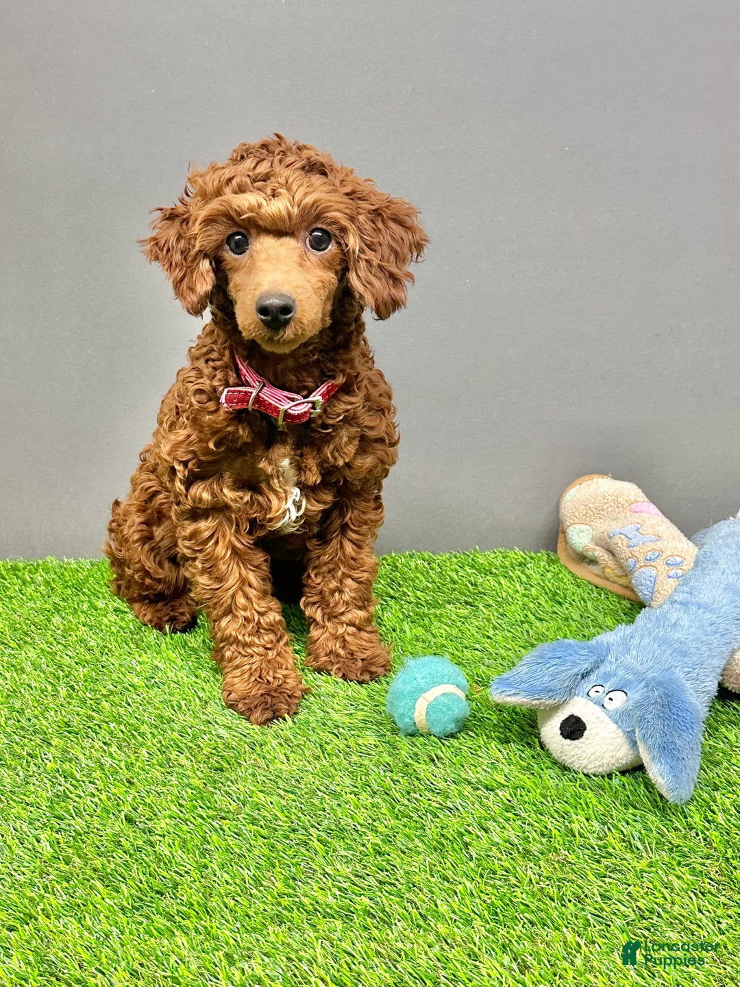 Cavapoo dogs for sale: Cooper - Image 6