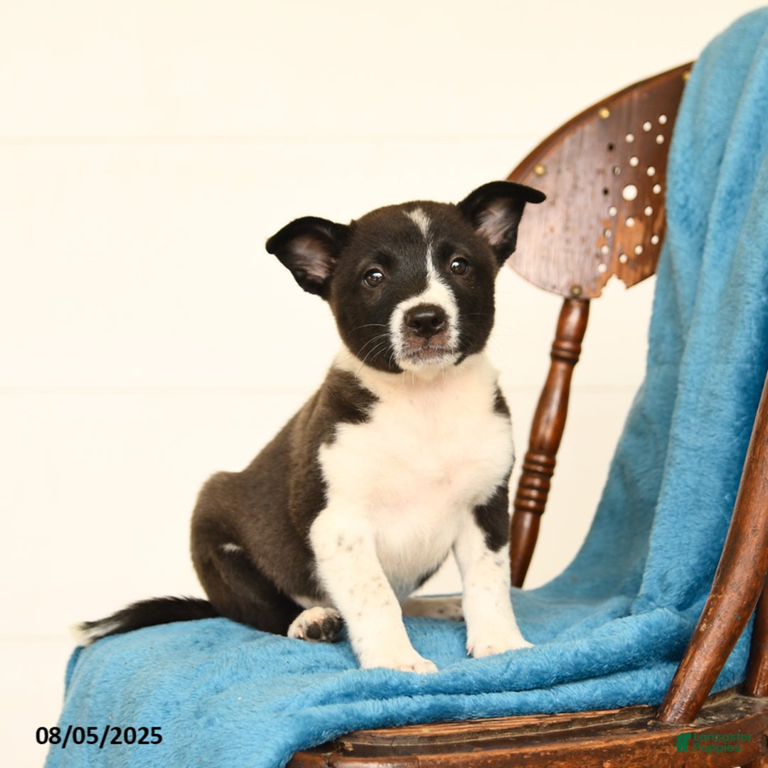 Australian Cattle Dog dogs for sale: Champ - Image 3