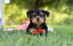 Morkie dogs for sale: Charlie - Image 2