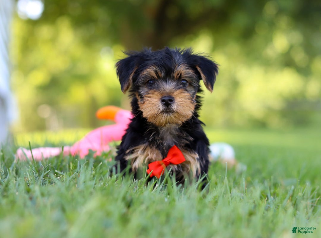 Morkie dogs for sale: Charlie - Image 2