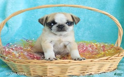 Pug dogs for sale: Paddington - Image 2