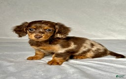 Miniature Dachshund dogs for sale: Mindy - Image 3